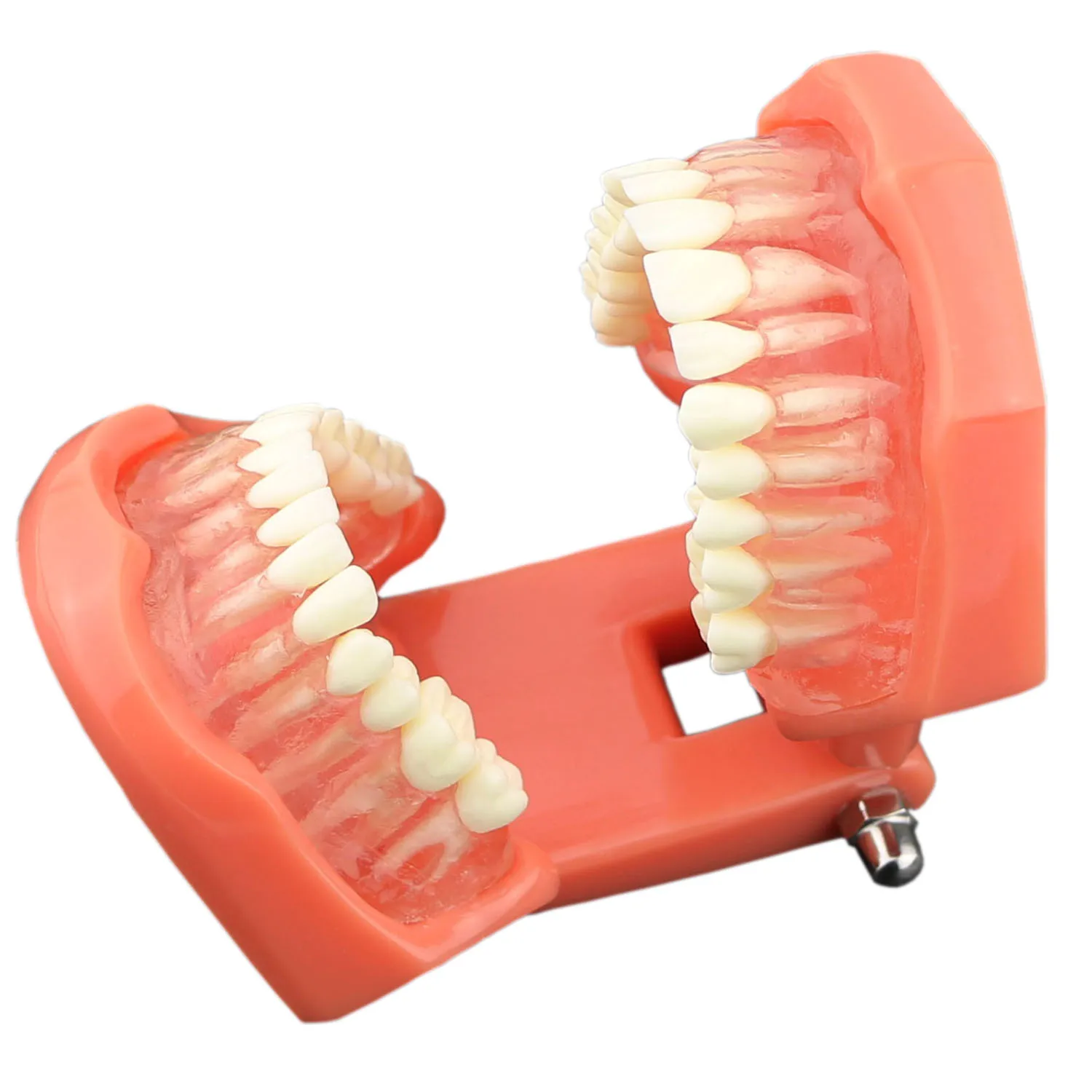 7005 Removable Dental Teaching Teeth Model Adult Standard Typodont Demonstration