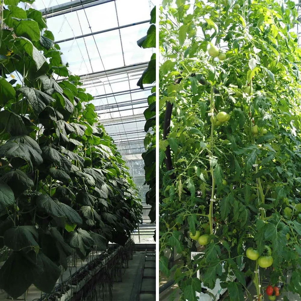 Ganchos de escalada para plantas, soporte para tomate, gancho J para fruta, 1 unidad