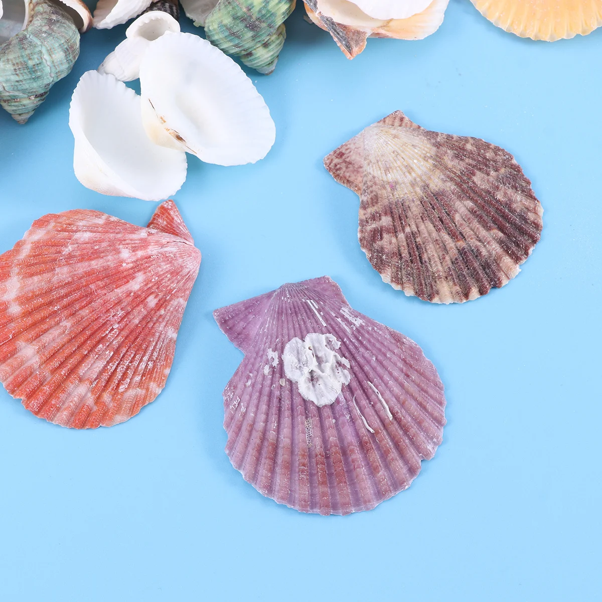 

130Pcs Ocean Decorations Sea Shells for Craft Jewelry Making Ornament Beach Theme Party Wedding Fish Tank
