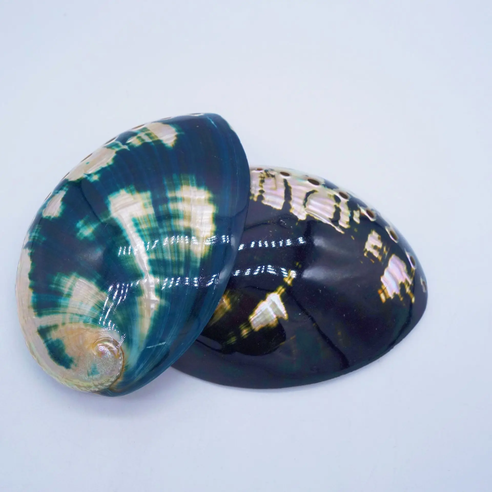 Black Polished Abalone shells Natural Mother of Pearl Shell Craft Conch DIY Home Decoration Aquarium Landscaping Wedding Crafts