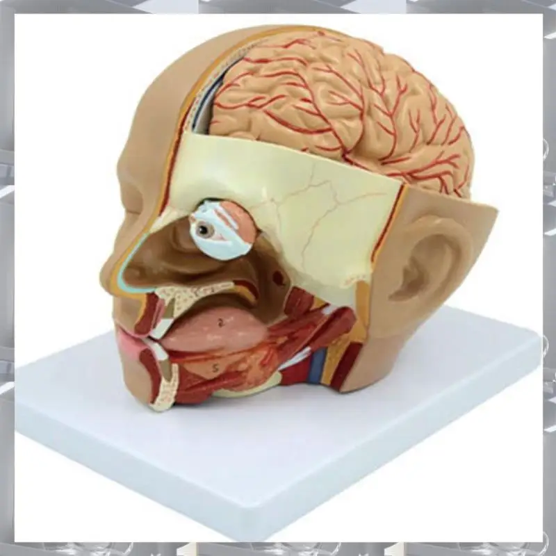 vente-chaude-modele-d'anatomie-de-la-tete-humaine-anatomie-de-la-section-transversale-du-cerveau-pour-l'enseignement-en-classe-de-sciences-affichage-d'enseignement-d'apprentissage