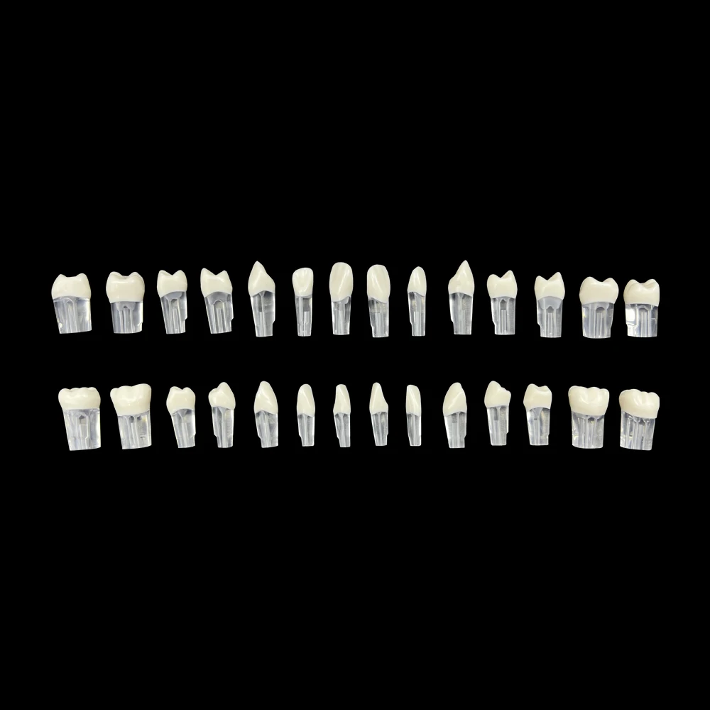 28pcs/set Dental Endodontic Model Full Mouth Tooth Pulp Cavity Study Model Root Canal Block Training Practice Demonstration Tool
