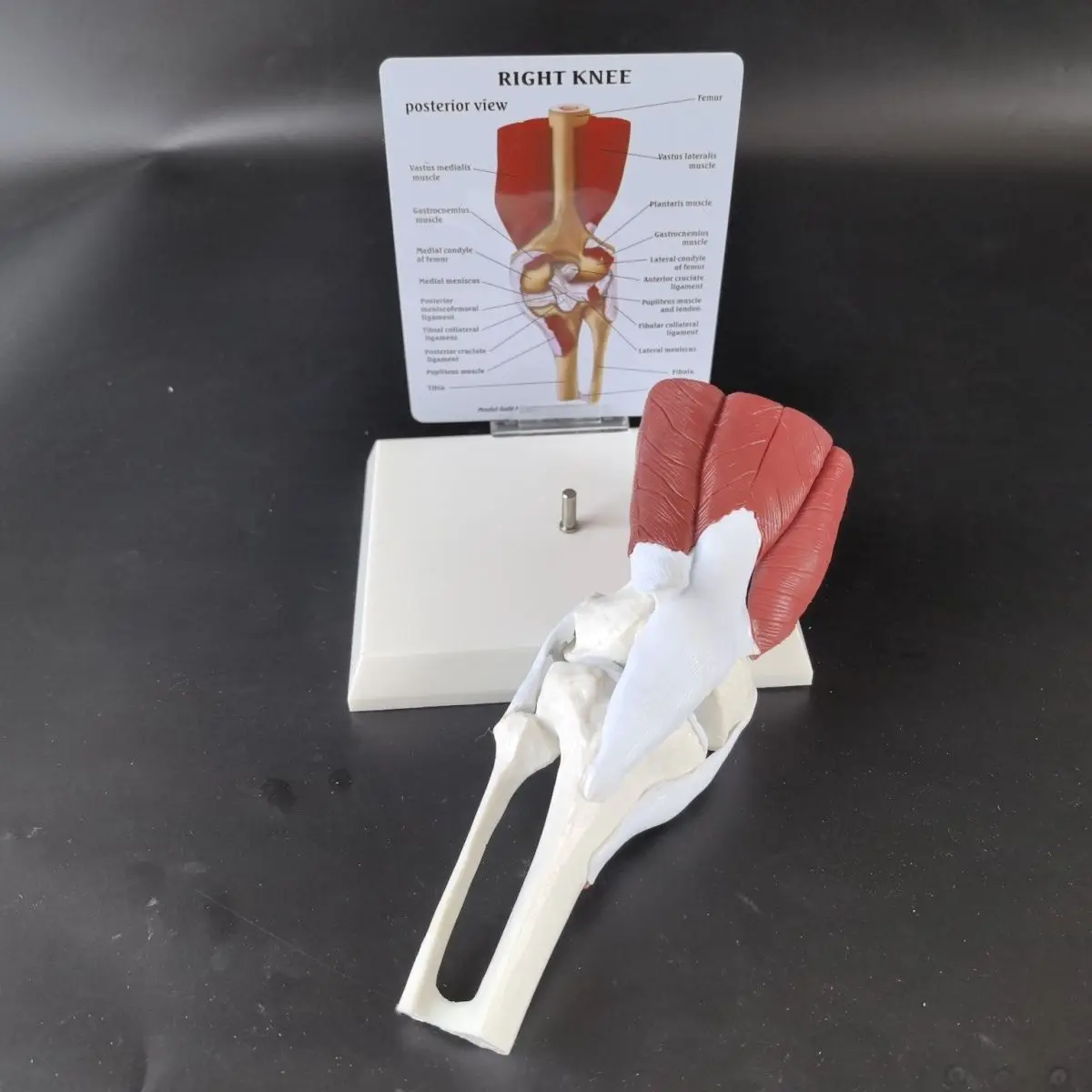 

Anatomy of human knee joint muscle function ligament model, hip joint, human skeleton teaching, medical demonstration diagram