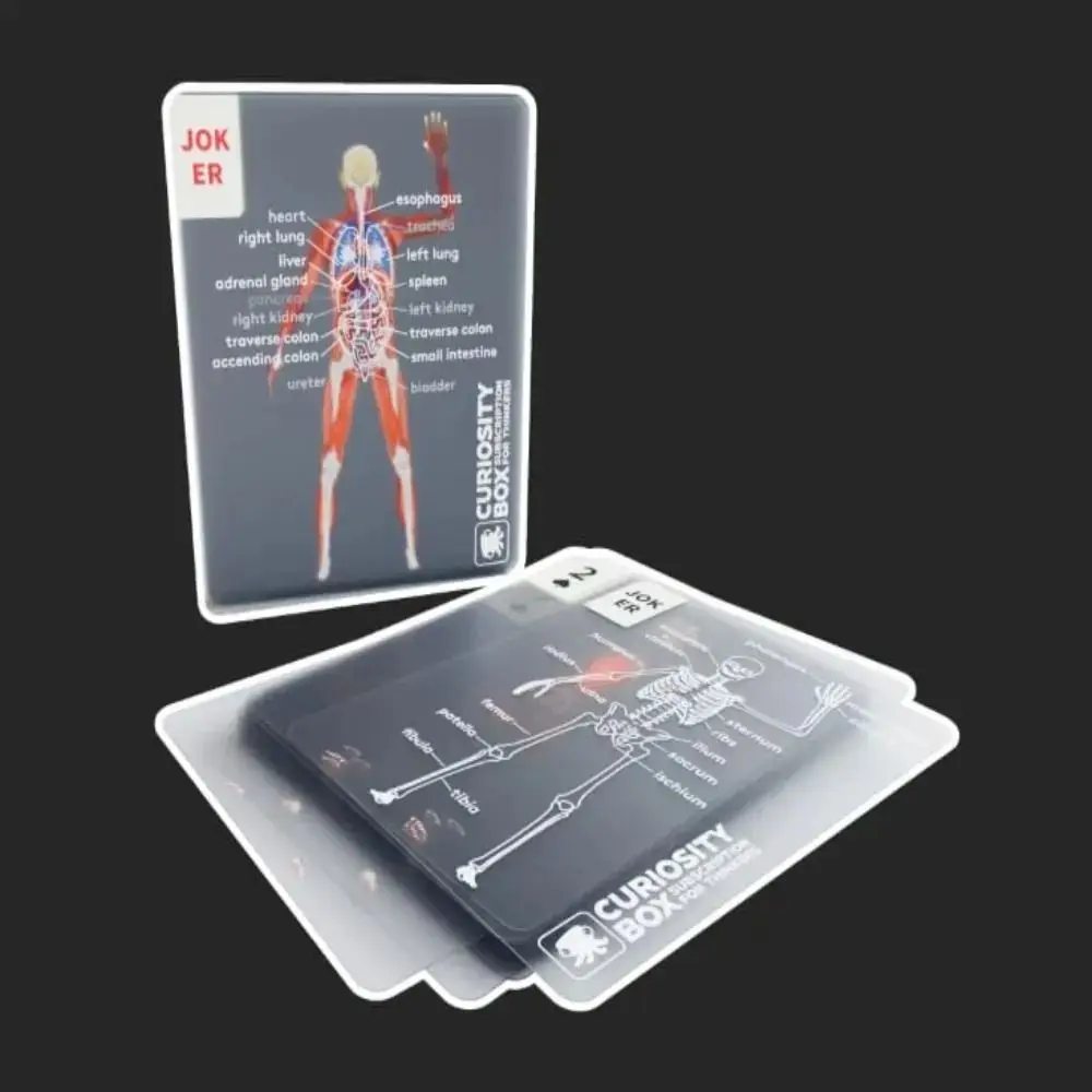 Vollständiges Skelett, menschliche Anatomie, Spielkarten, das Körperdeck, Skelett, pädagogisches Schaufensterpuppen-Körperdeck, Röntgen-Designs, Spielkarten-Set