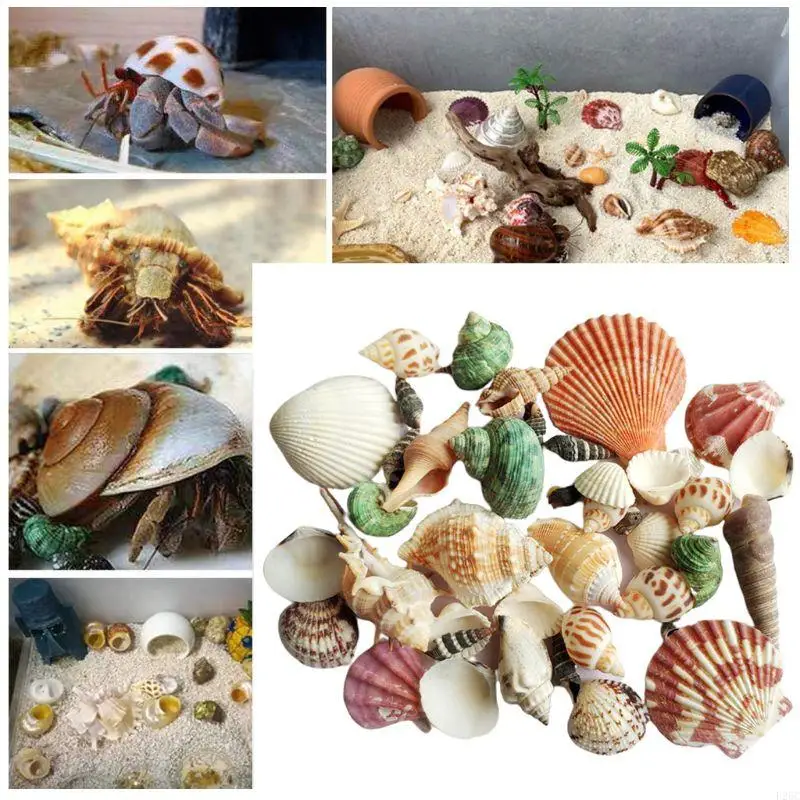 F26C 120g Natural Seashell Sea Conch Hermit House Aquarium Practical for S