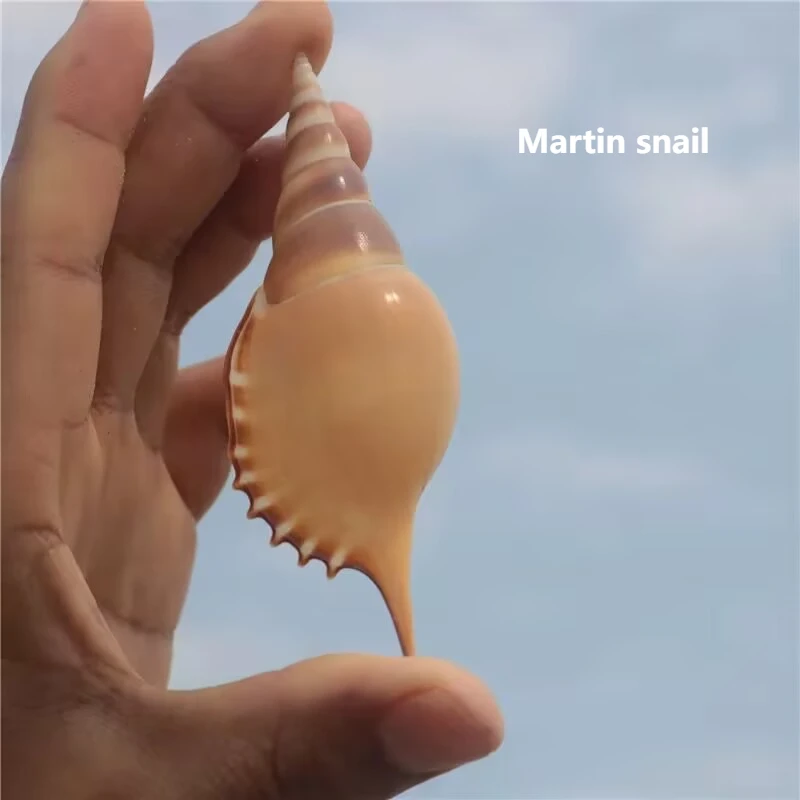 

Natural Conch Shells Martin Snail Collection Specimen Snail Mediterranean Home Furnishing Window Creative Gifts and Decorations