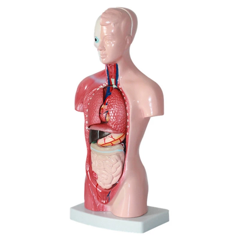 Human Torso Body Model Anatomy Anatomical Internal Organs Assembling Model PVC For Student Teaching Study