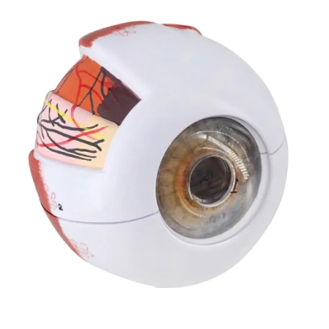 

220 В новая модель глазного яблока, анатомическая модель глаз, медицинский обучающий и обучающий инструмент, учебные ресурсы по медицине, веко 6