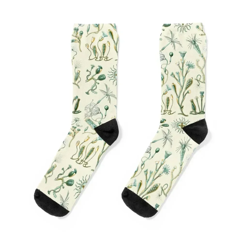 

Ernst Haeckel - Scientific Illustration - Campanariae Socks new in's Antiskid soccer professional running Socks Man Women's