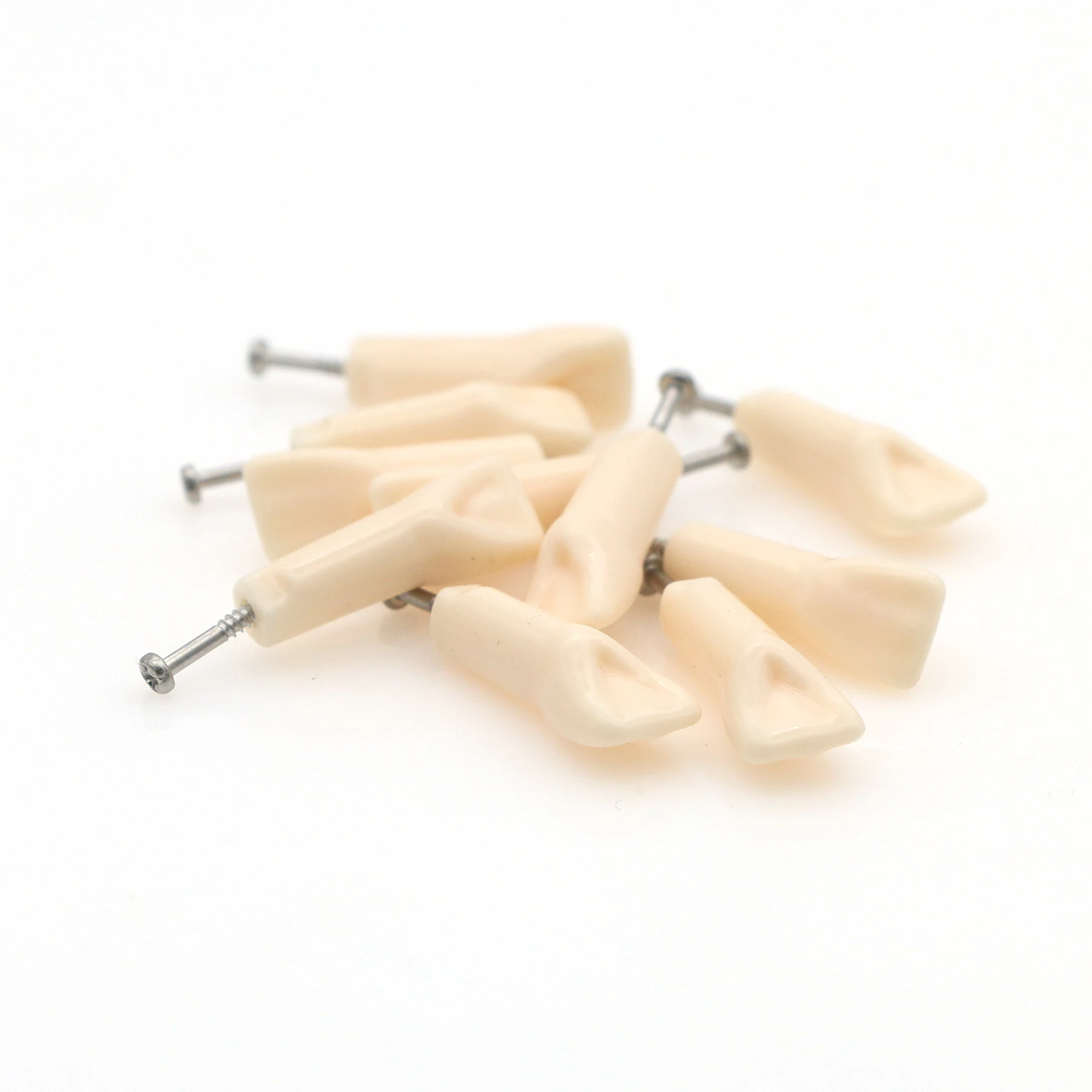 

10pcs UL1 21# Typodont Tooth Preparation Practice Model For Kilgore Nissin 200 32 Pcs Teeth M8025-21