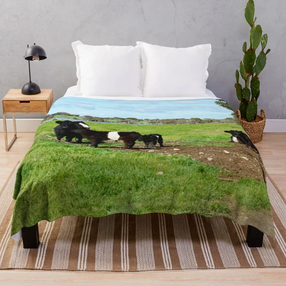 

Belted Galloway Cows And Calves, Throw Blanket Bed Fashionable Beautifuls Blankets