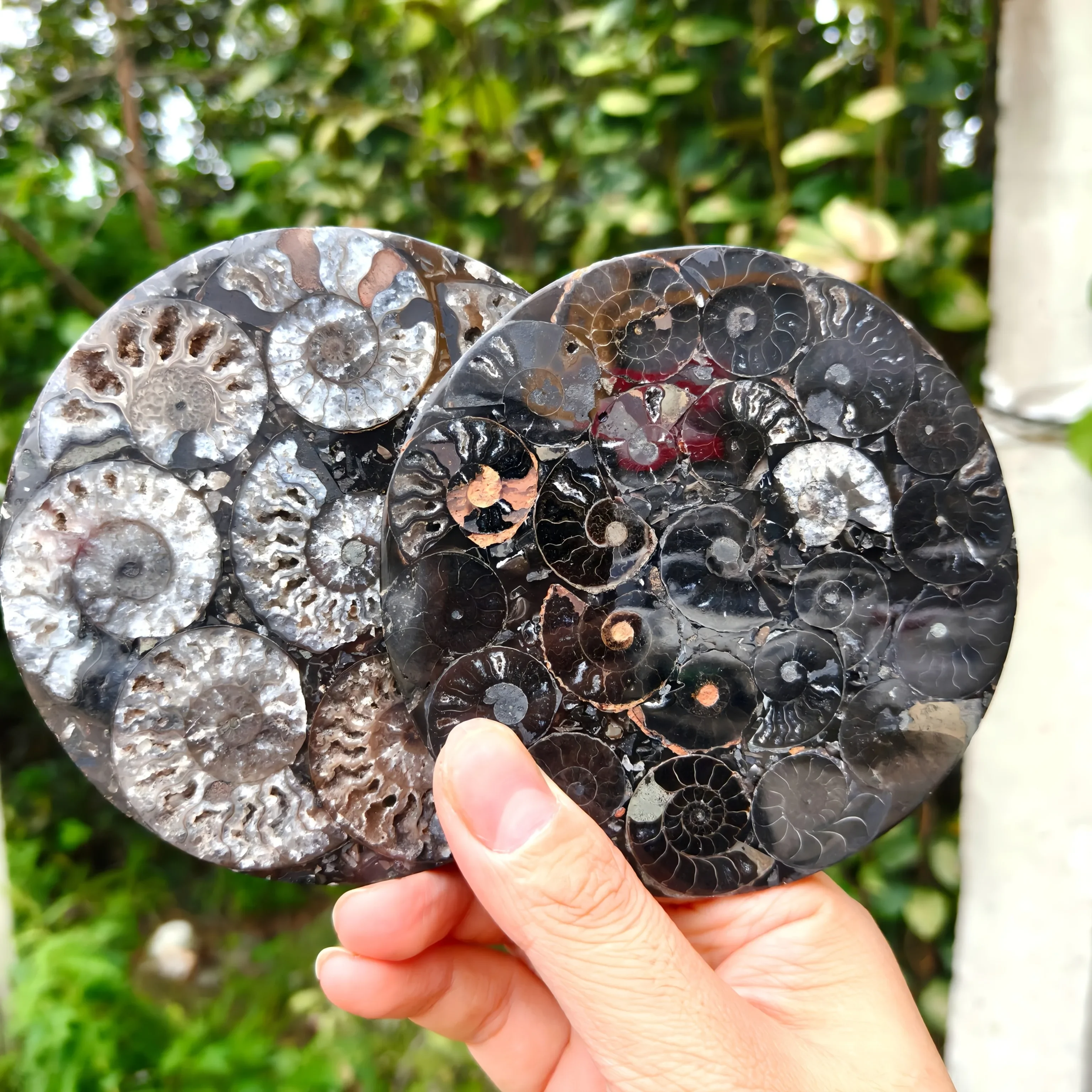 1pc Artifical Yellow and Black Ammonite Fossil Plate Disc Ammonite Conch Shell Jasper Round Slab Science Education Faux