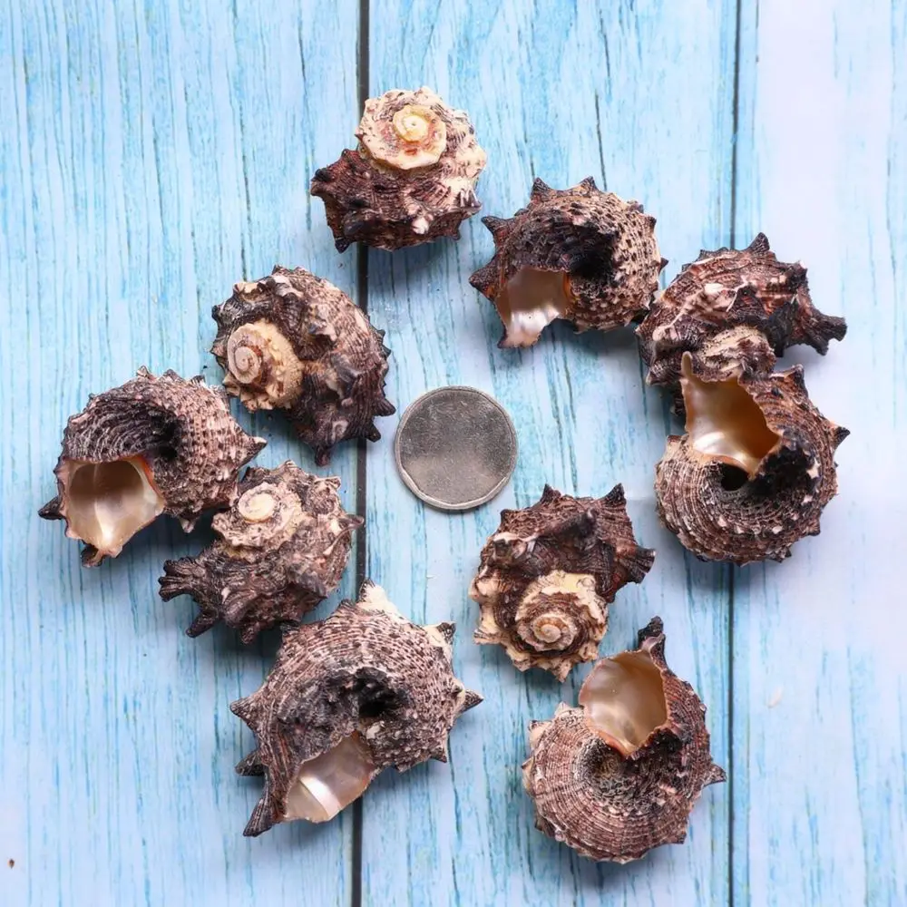 Natural Sea Shells Conchs Set For Fish Tank Aquarium Decoration Nautical Ornament Diy Crafting Home Decor Accessories