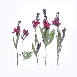 11-17CM/12,24PCS Real Natural dried pressed Gaura lindheimeri flowers Branches,Dry Press White Gaura For Epoxy Resin,Candle