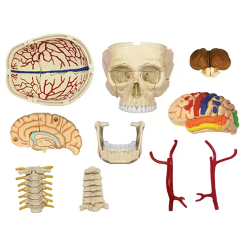 4d  Skull Human Anatomical  Anatomy Model Replica  Skull Bone Brain  Body Organs Model Medical Supplies and Equipment