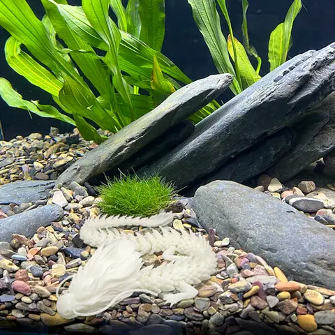 8 best sales 3डी मछली - №8