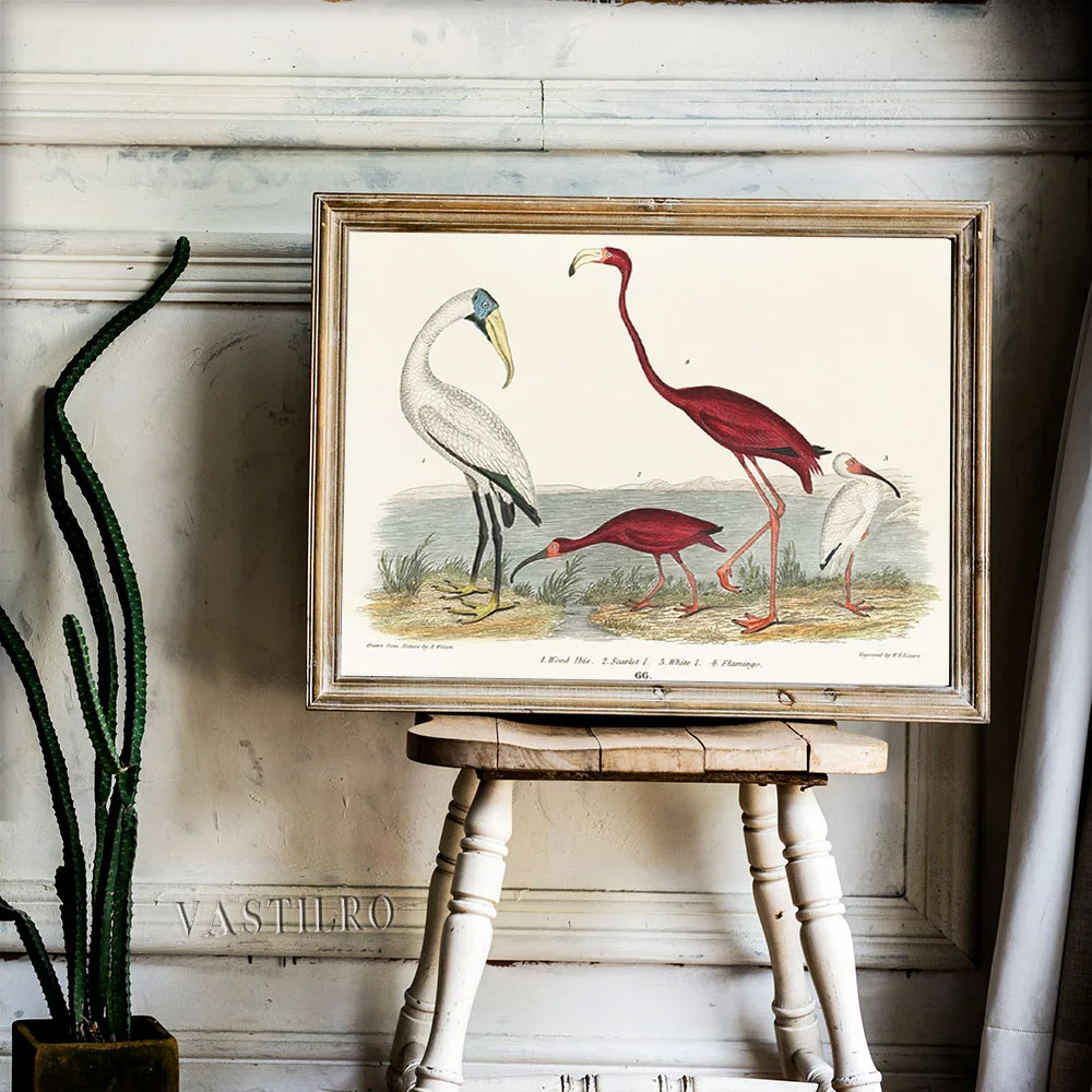 John G. Warnicke Print Art Antique Poster White Wood Ibis Scarlet Ibis Flamingo Wall Stickers Animal Canvas Painting Decor Gift