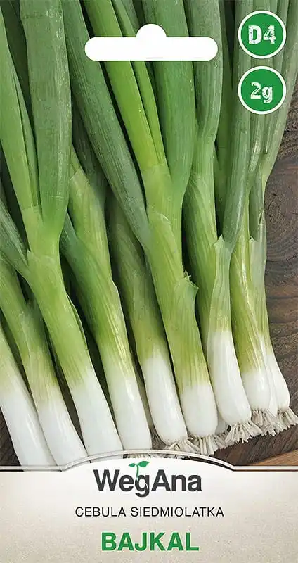 Oignon du Baïkal de sept ans, variété Baikal 2 G WegAna, graines de légumes, variété précoce, ciboulette délicate, pour culture en terre et en faisceaux