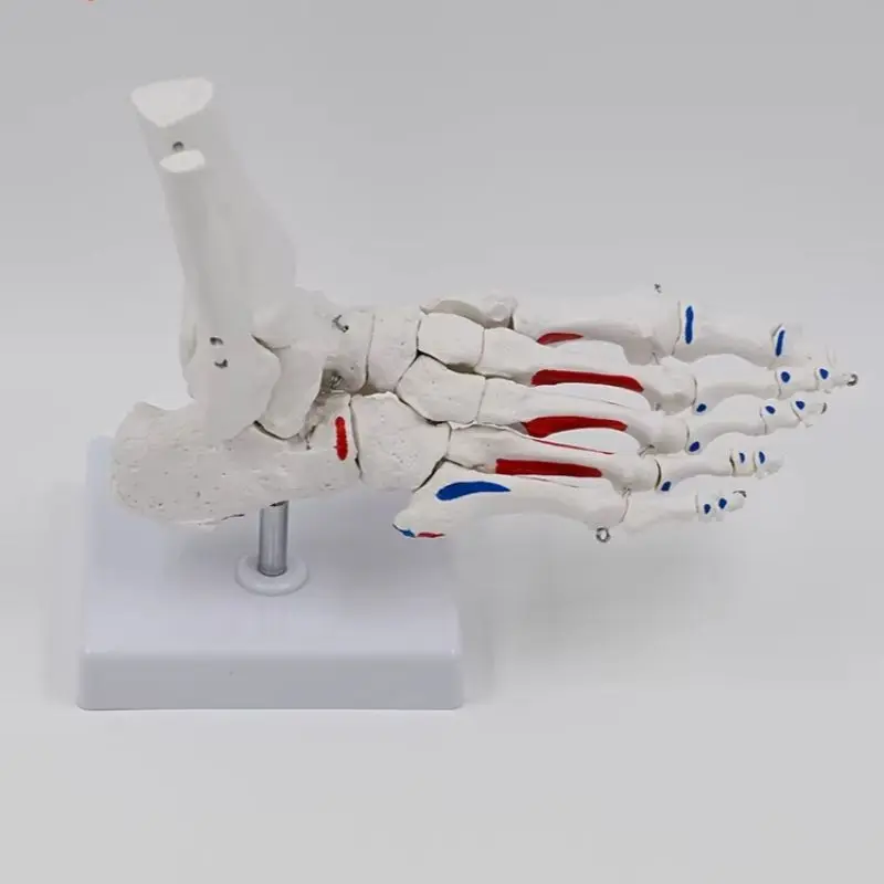 Simulation 1:1 human foot joint model, ankle joint and foot bone medical teaching rehabilitation department skeletal model