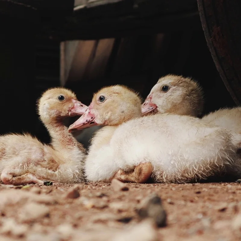 Volledige Set HSP 94111 Upgrade Onderdelen Voor HSP RC 1:10 94111 94108 94110 Crawler Auto Monster