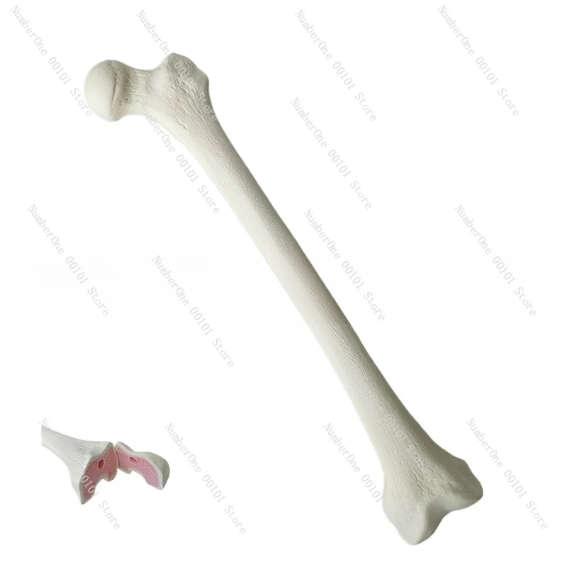 Simulated Bone of Femur Sawbones Pseudobone Workshop Preoperative Practical Training Exercise Human thigh-bone skeleton.