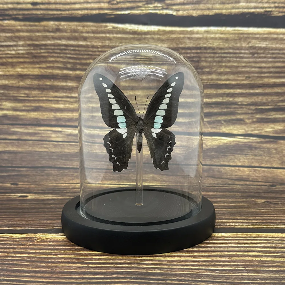 Real Butterfly Specimens with Glass Cover Random Novelty Gift Arts Decor Cute