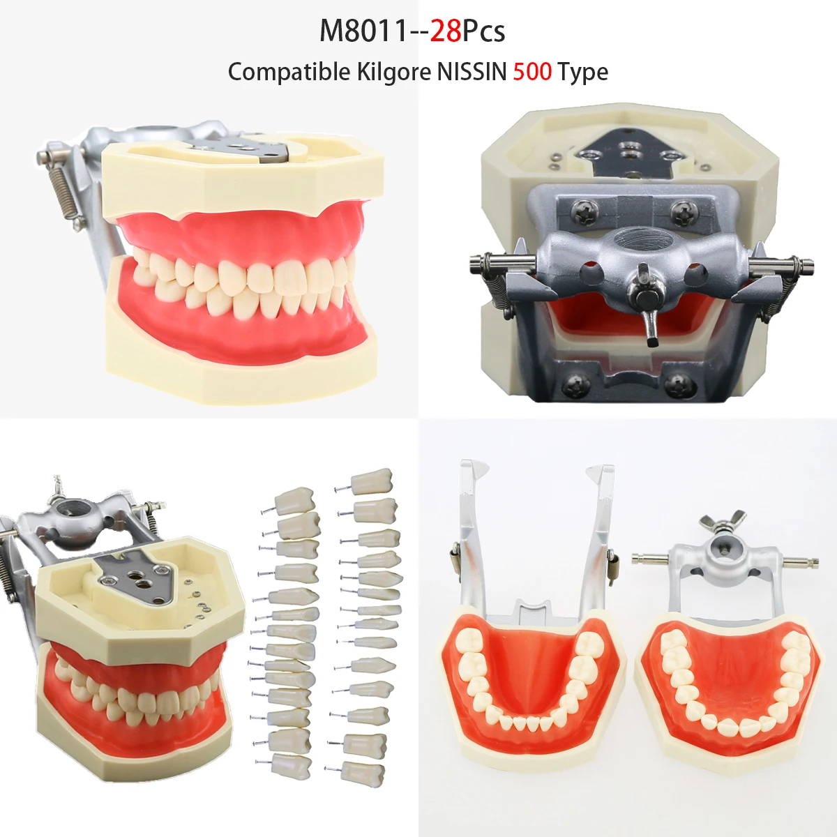 Model stomatologii zębowej zdejmowany żywiczny Model dentystyczny 28 szt. I 32 szt. Zębów pasuje do Kilgore NISSIN 200/500 typ trening dla studenta