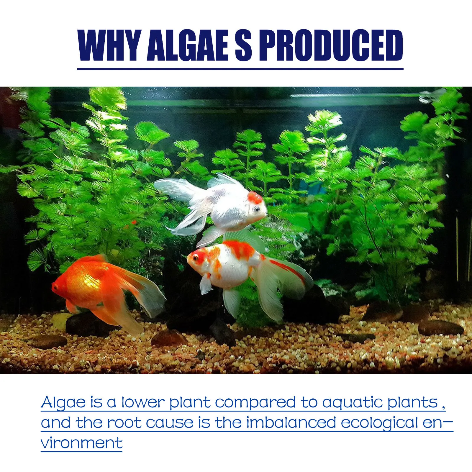 50g High Efficiency Algaecide Algae Moss Reduce Control Water Purification Safe Efficient Algaecide For Aquarium Pond