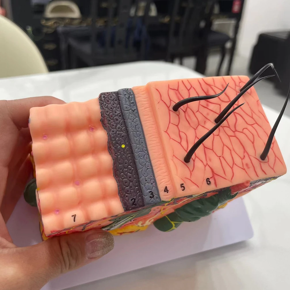 35X 50X Anatomical Human Skin Structure Anatomical Model for Science Classroom Study Display Education Model