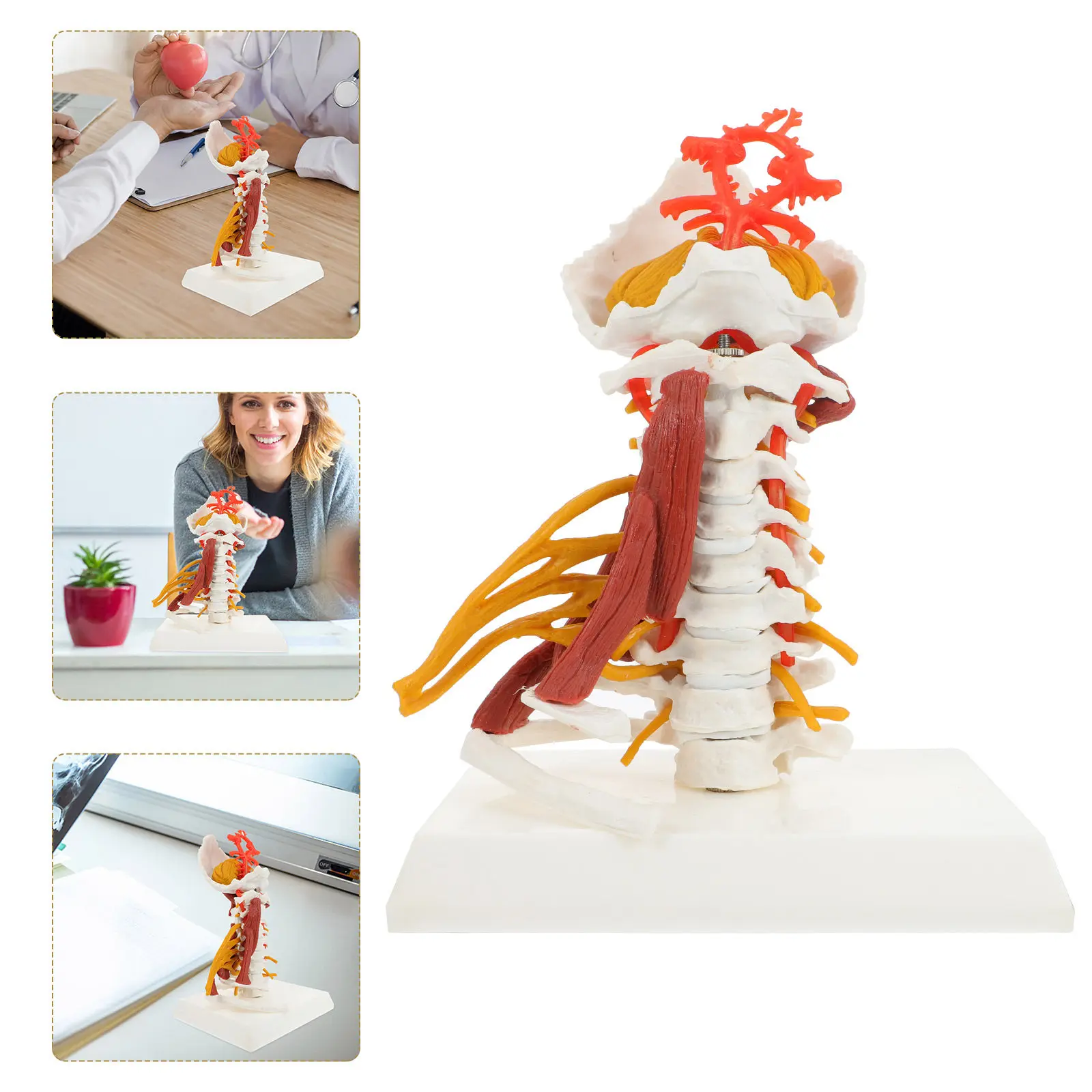 

Cervical Spine Anatomy Pvc Durable Human Vertebra Medical Teaching Tool For Display Biology Education Equipment