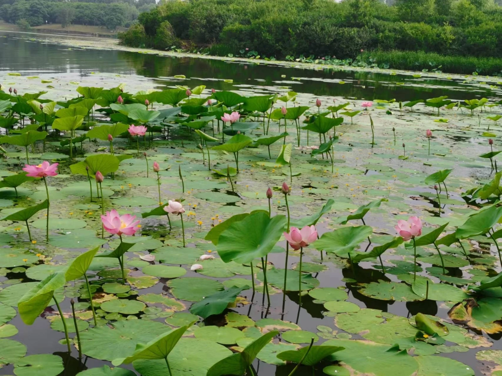 

4Pcs 100X42mm 5-Spoke Tire Tyre 17Mm Wheel Hex For Arrma 1/7 Infraction Felony Limitless RC Car Upgrade Parts