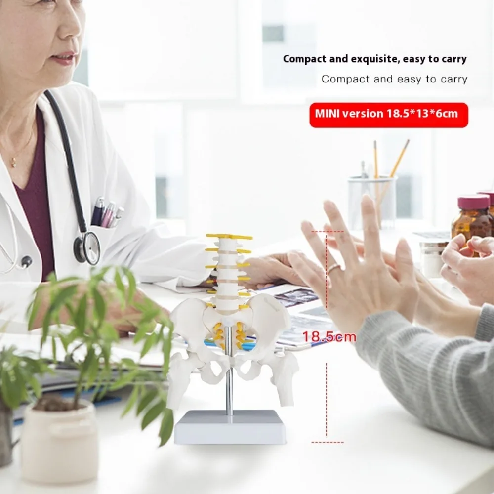 حوض نصف بالحجم الطبيعي مع 5 نماذج فقرات قطنية، إصلاح العمود الفقري القطني بعد الولادة لمفاصل الحوض إطار هيكلي متحرك #5
