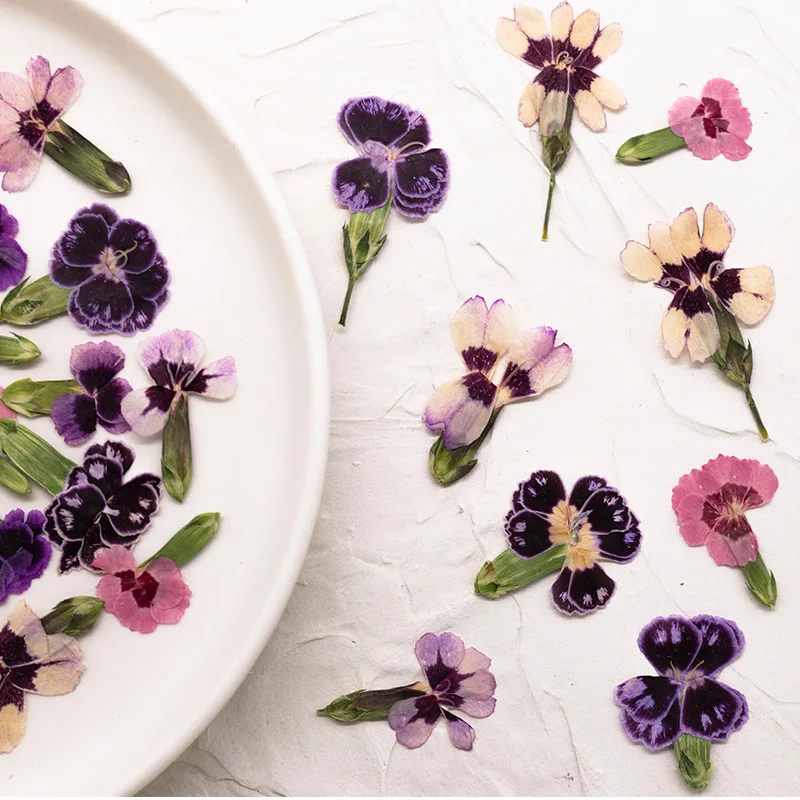 24pcs,Pressed Dried Dianthus Flowers Real Plant DIY Greeting Card Bookmark Resin Jewelry Phone Case Painting Frame Decoration view 4