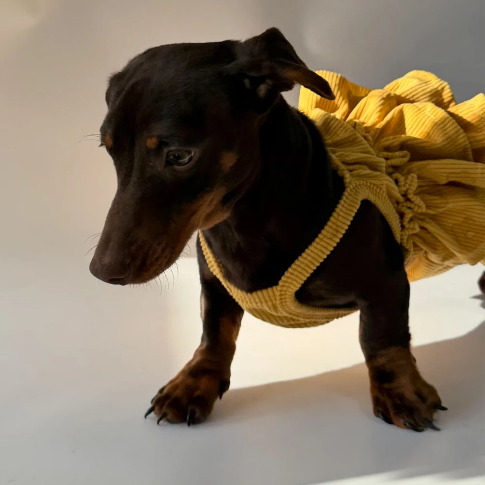 Vestido elástico transpirable de verano para perros pequeños salchicha - imagen 5