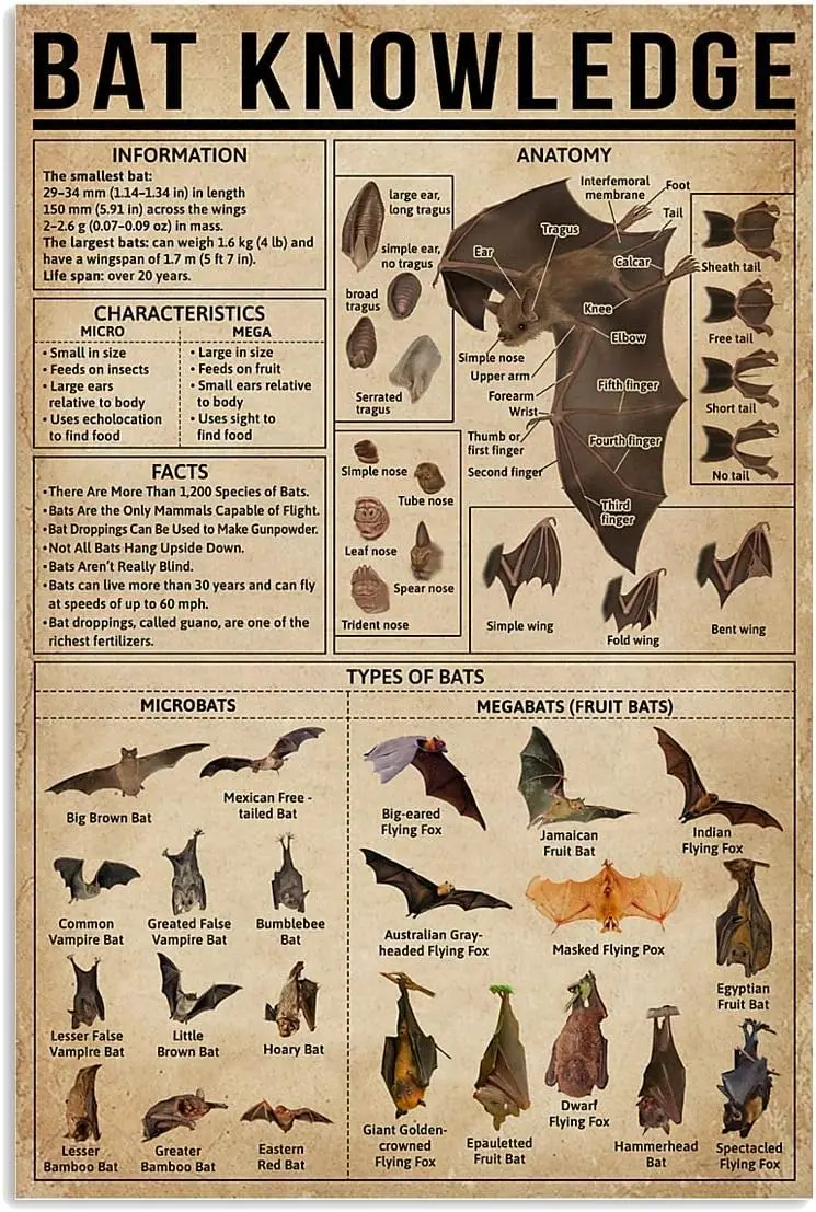 Affiches éducatives sur les chauves-souris, Panneaux métalliques d'information sur l'anatomie, Décoration murale pour salle, Éducation scientifique, Club agricole, Plaque rétro, 8 panneaux