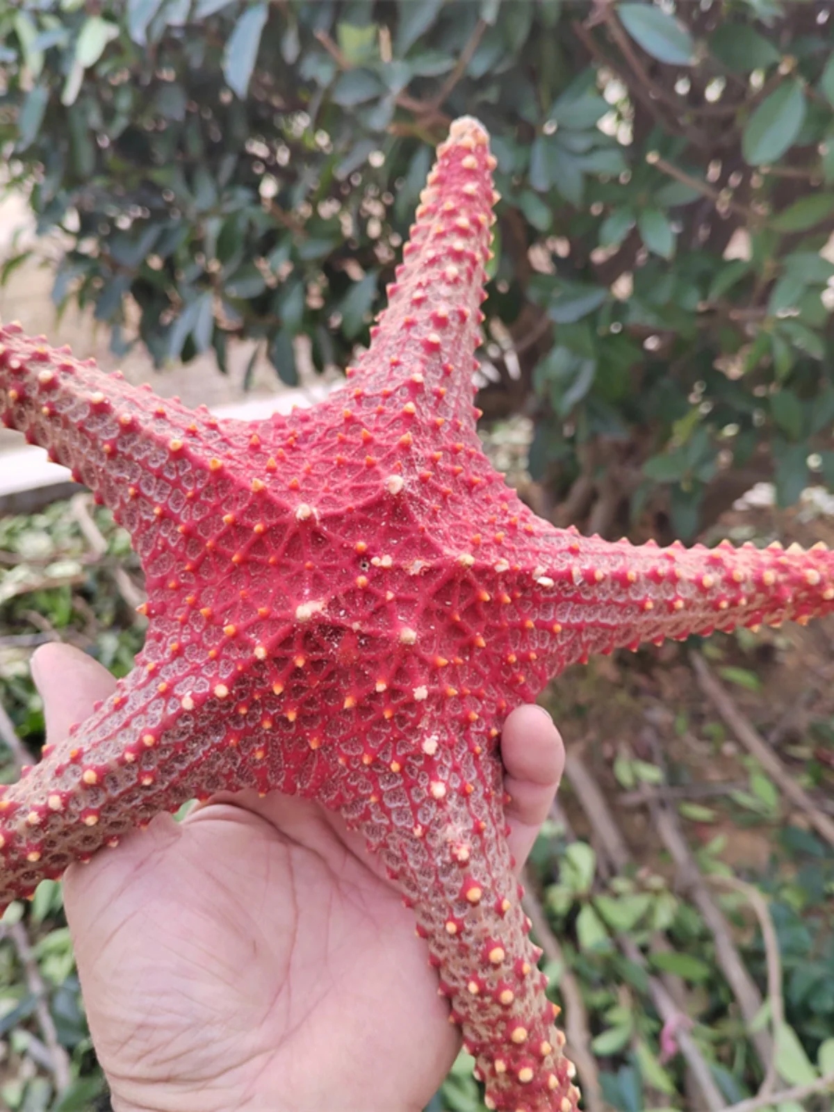 

Natural Dried Sea Star - Super Starfish Decor, Creative Base for Scenery Setting, Soft Decor for Tropical Beach Themes