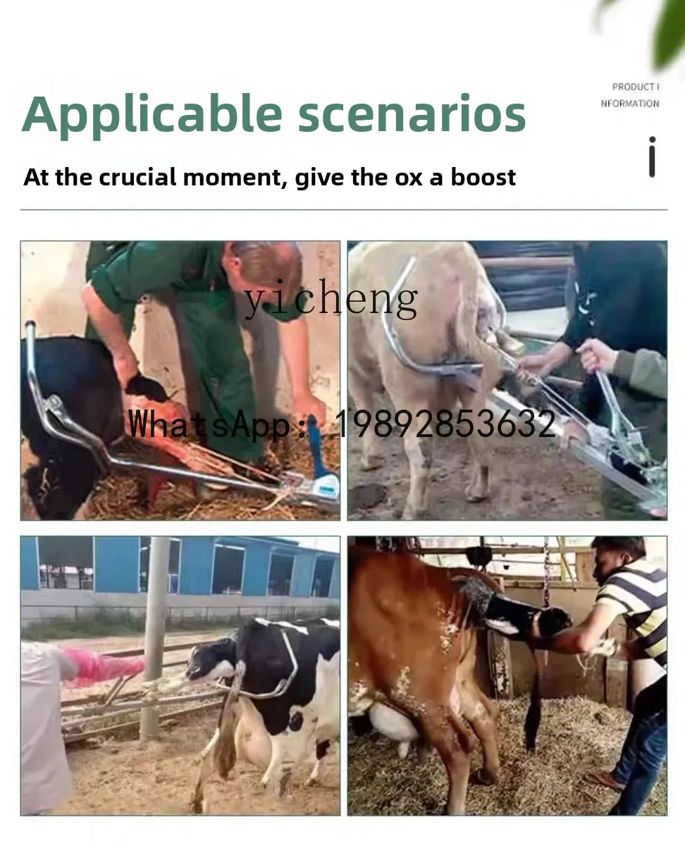 Forceps Kebidanan Sapi ABB, Baja Anti Karat, Tebal, Kasar, untuk Kebidanan Sapi Betina, Alat Kedokteran Hewan