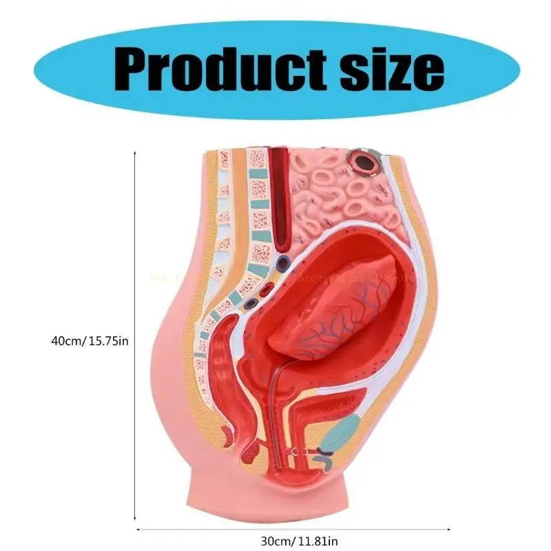 Female Reproductive System Anatomy Model for Educational Use