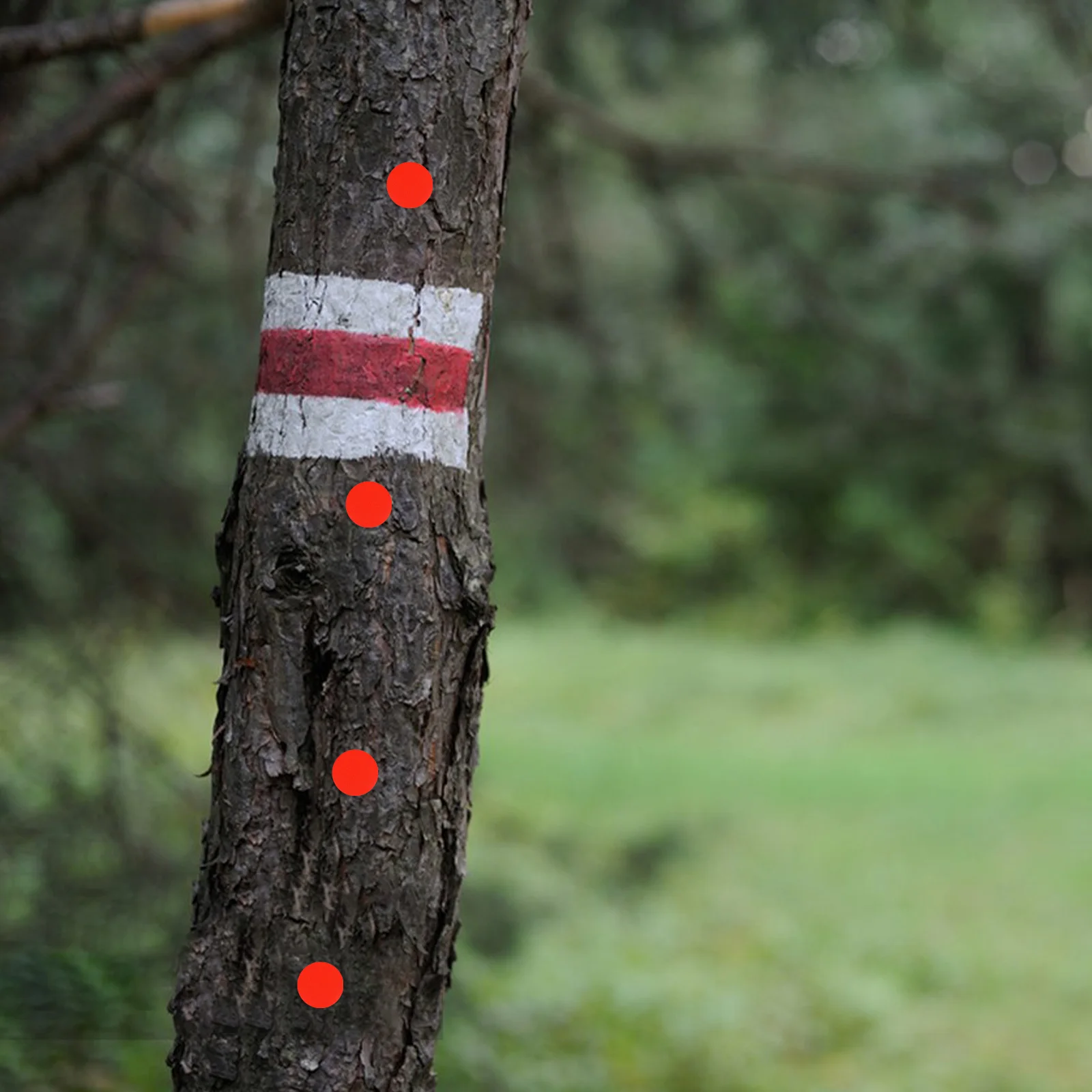 

50Pcs Reflective Trail Marking Thumbtacks Metal Push Pins for Hiking Camping Night Glow Visibility Outdoor Adventure