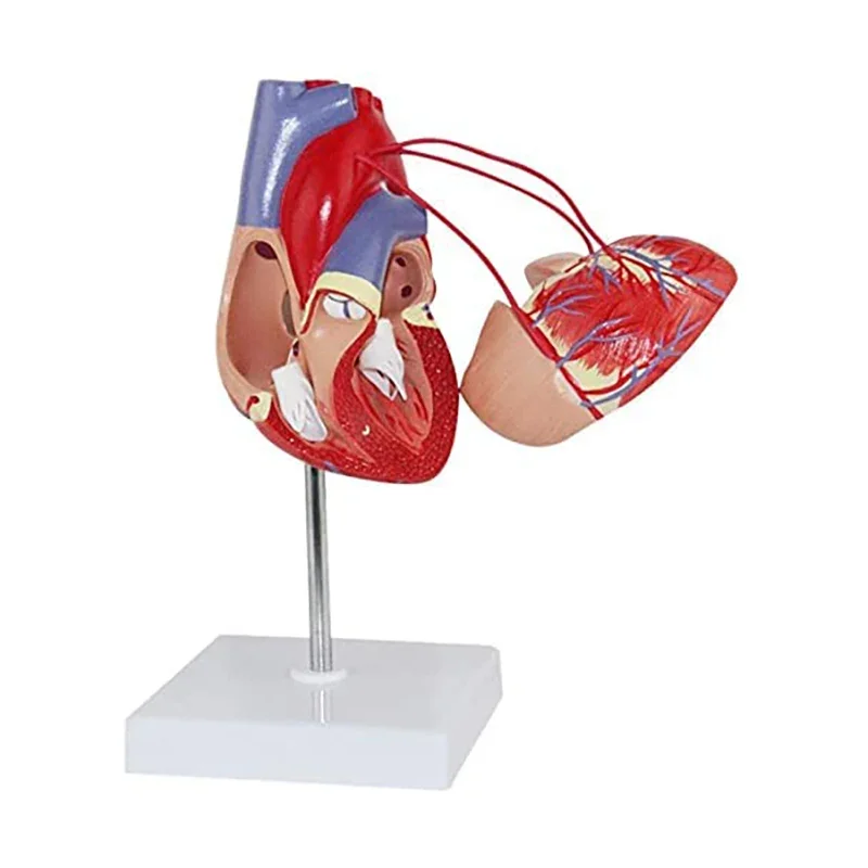 Natural Large Human Heart Bypass Surgery Heart Anatomy Model 1:1 Scale Heart Model