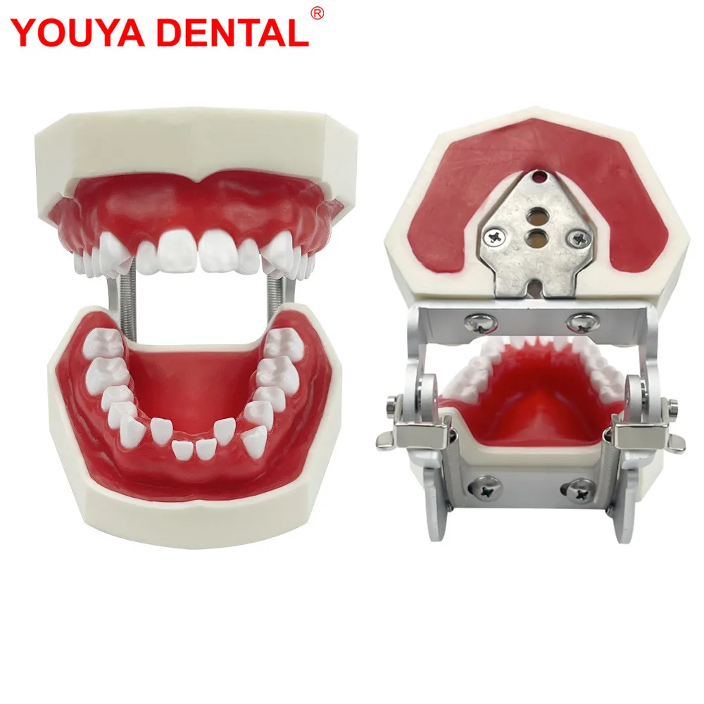 

Dental Training Model Red Wax Gum Teeth Model Typodont For Orthodontic Practice Teaching Studying Dentist Patient Communication