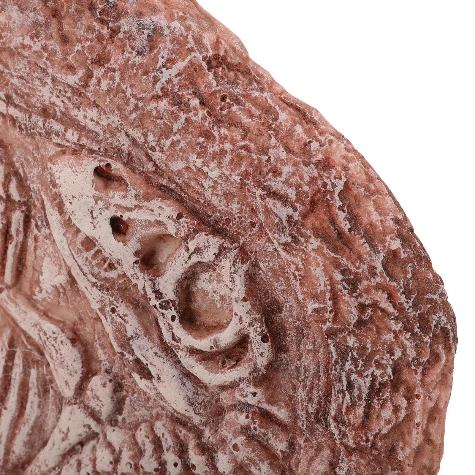 

Resin Dinosaur Specimen Simulated Paleontology Ornament Reptile Tank Decor Landscape Accessory Fossil Decoration Specimen Stone