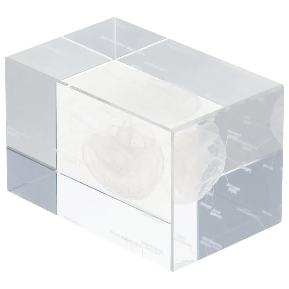 Clear 3D Human Brain with Labels Anatomical Model Crystal Glass Cube Home&Office Decoration