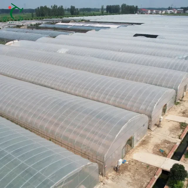 

Customized greenhouseAgricultural Tunnel Greenhouse Plastic Film Roof Greenhouse Multi Span Circular Arch Membrane Greenhouses