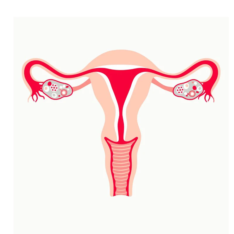 علكات التوازن الأنثوي الممتازة لدعم المناعة الصحية والعافية للنساء، تعزز المهبل الصحي 60 علكة #3