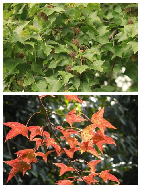 

Mixology Bartender Kit: 10-Piece Cocktail Bar set Bar Tool Set with Stylish Bamboo Stand Cocktail Set