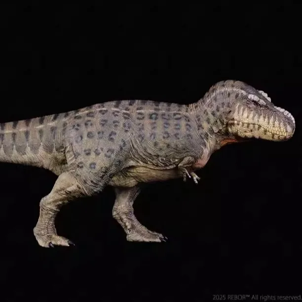 

In Stock Britain REBOR Tyrannosaurus Dinosaur Model 35cm Ancient Extinct Life Model Toy Tyrannosauroidea Tyrannosaurus