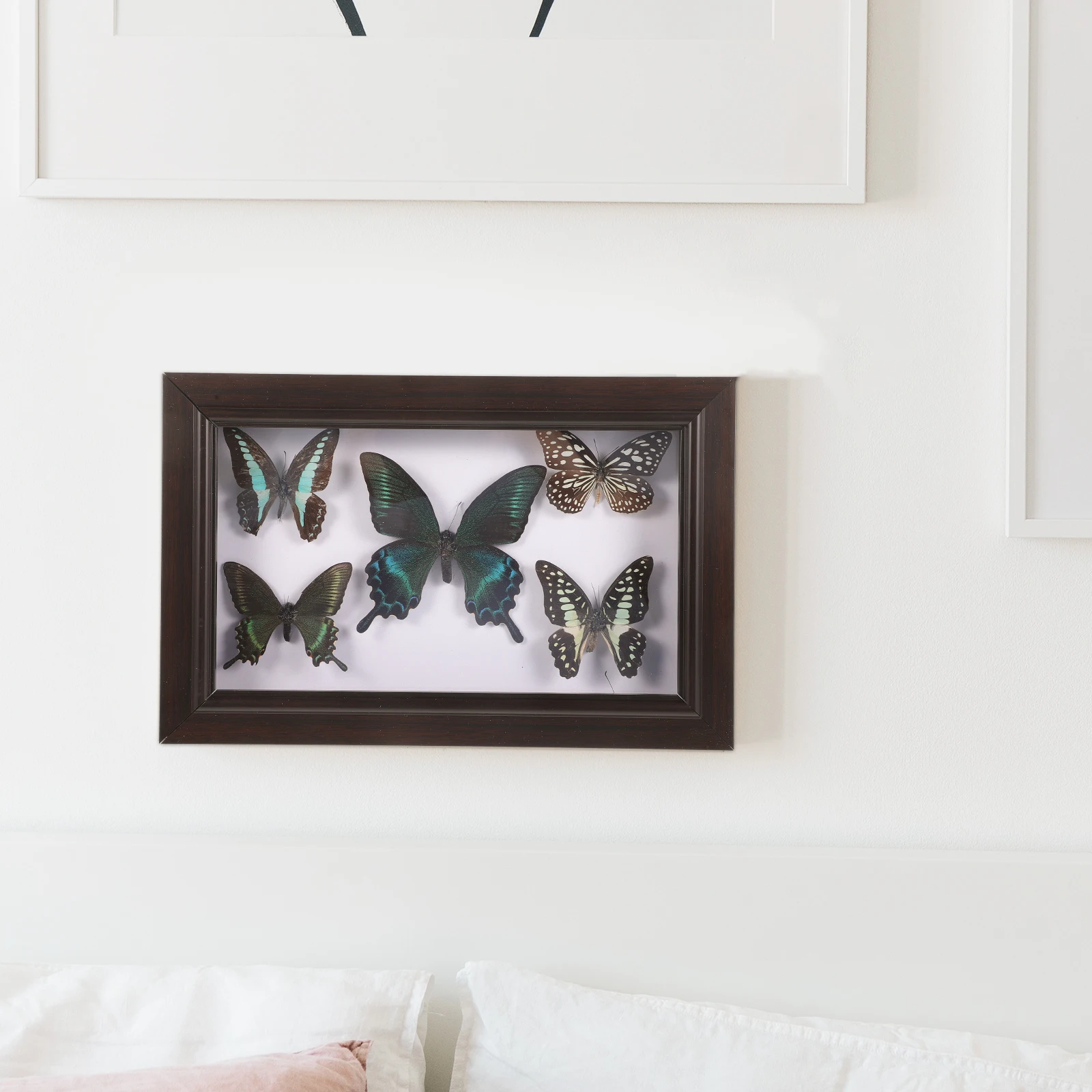 

Butterfly Specimen Frame Wall Decor For Home Office Party Art Display Craft Wall Hanging Ornament Living Room Decoration