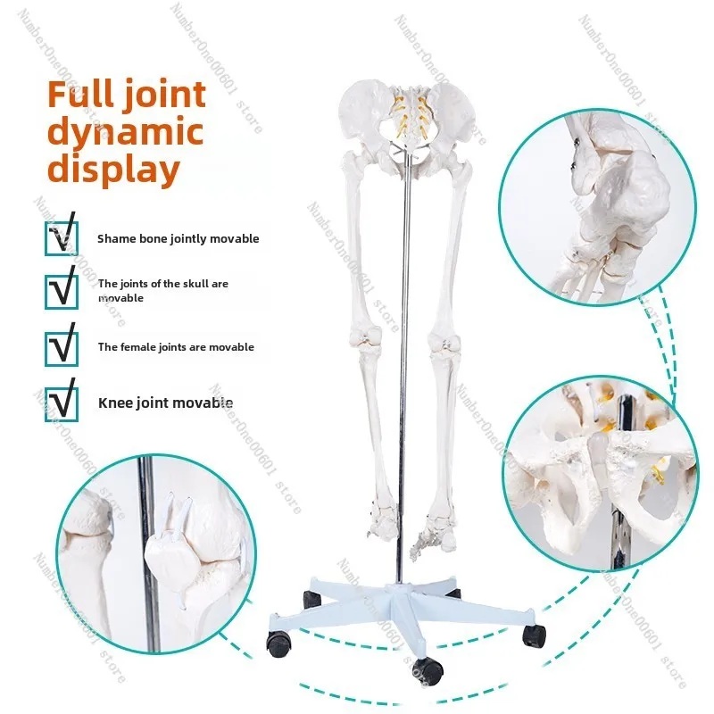 Dynamic Human Lower Limb Skeleton Model