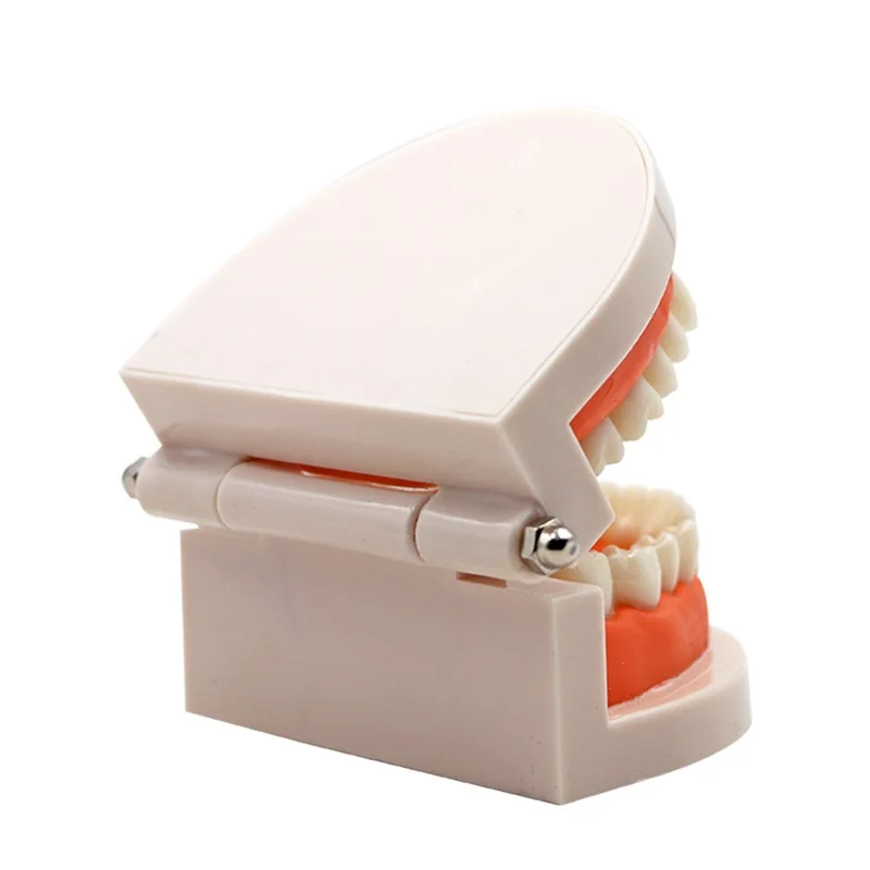 

Kids Denture Model Tooth Model Dental Standard Teeth Teaching Model for Student White Teeth Model Standard